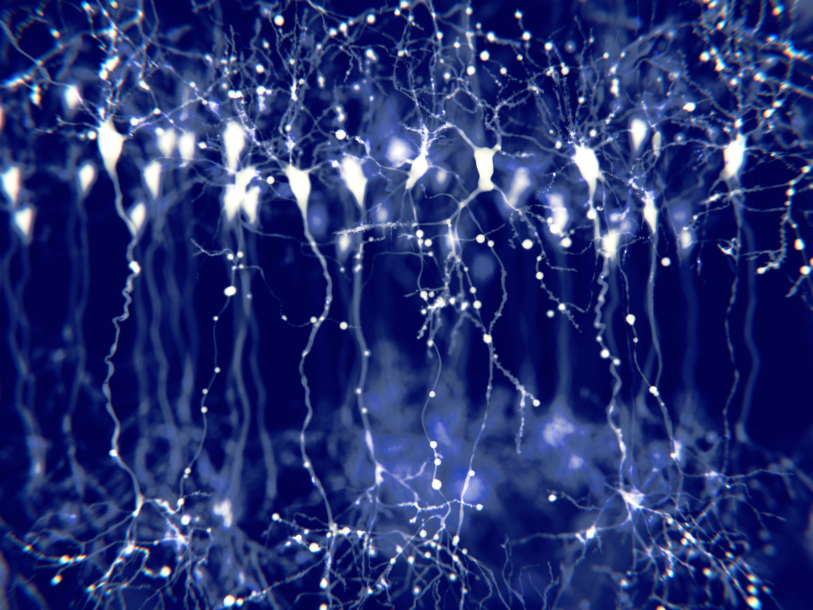 .rete neurale