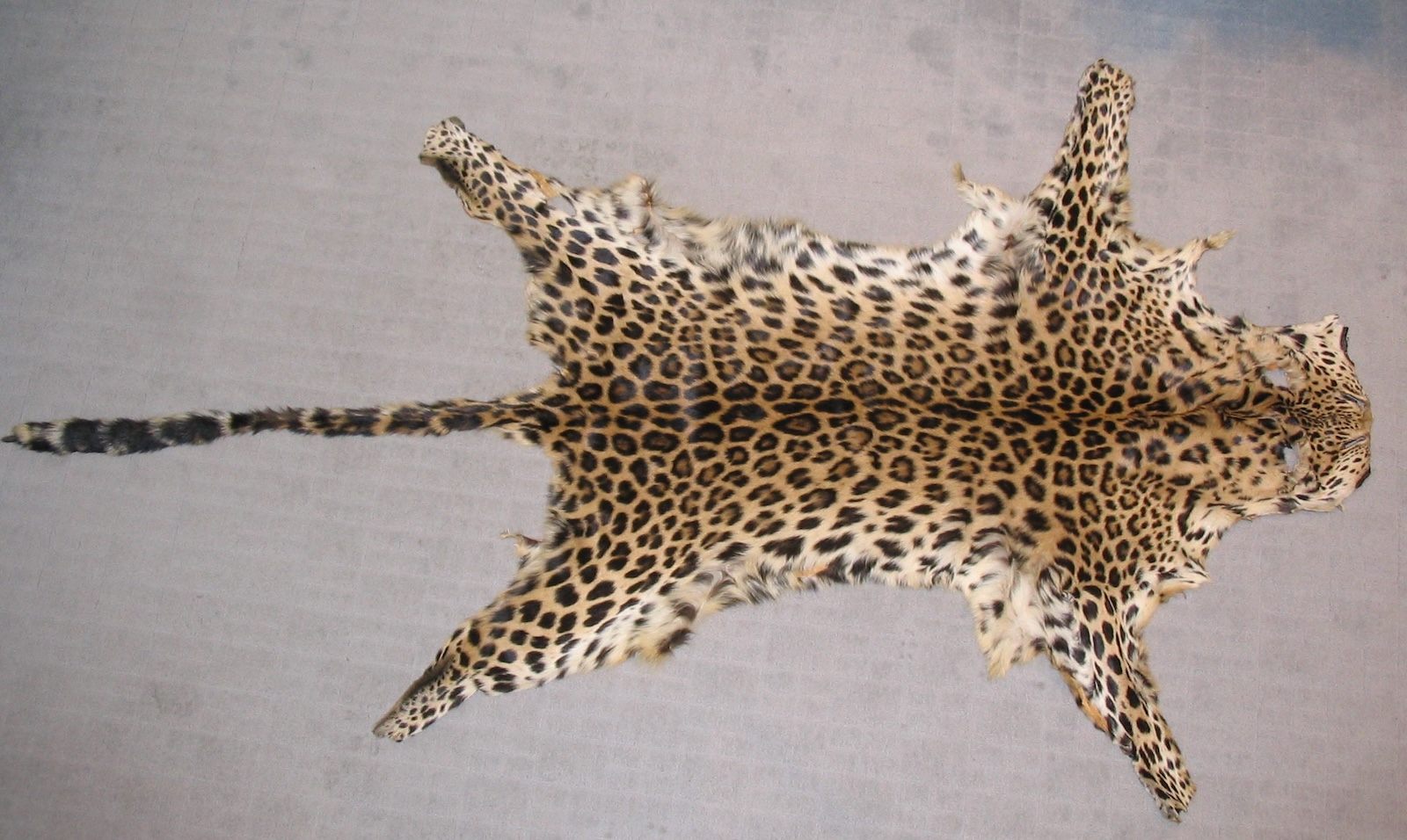 .pelle di leopardo